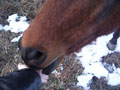 heleem licking my hand.jpg